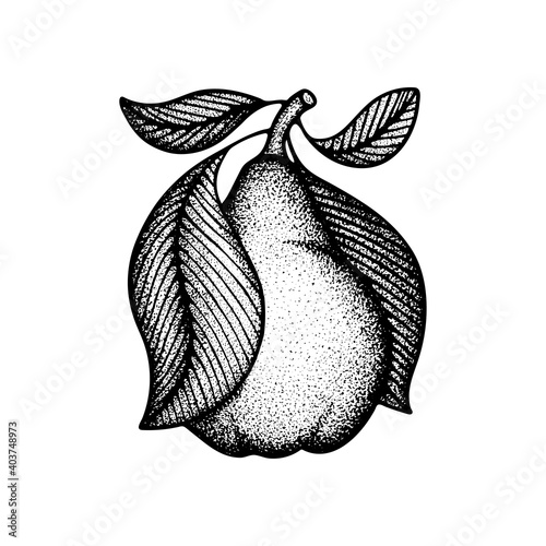 Pear hand drawn vintage style vector illustration. Engraving, retro style drawing pear with leaves. Dotted pear graphic. Part of set.
