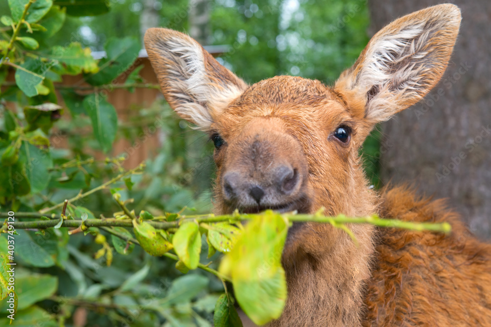 Little young moose eats leaves from a bush in the forest on a rainy summer day Little young moose eats leaves from a bush in the forest on a rainy summer day