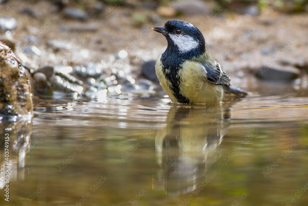 Obraz premium Kohlmeise (parus major)