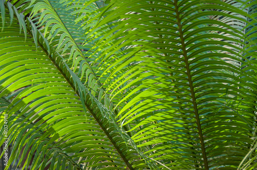 Close-up of sunlit fern leaves