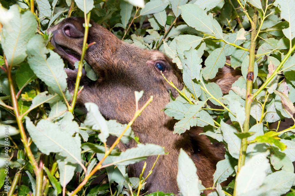 Moose eats leaves from a branch with its muzzle stuck in the bushes and not seeing the photographer Moose eats leaves from a branch with its muzzle stuck in the bushes and not seeing the photographer