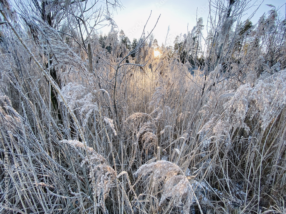 Winter morning landscape with frosty grass at the sunset. The sun's rays break through the frosty grass Winter morning landscape with frosty grass at the sunset. The sun's rays break through the frosty grass