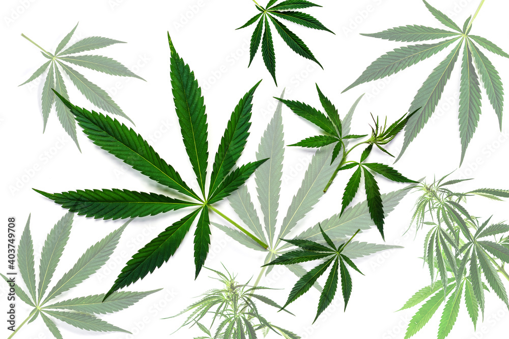 The sheet of hemp. Cannabis background