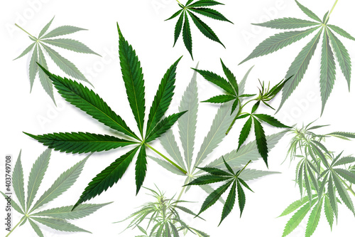 The sheet of hemp. Cannabis background