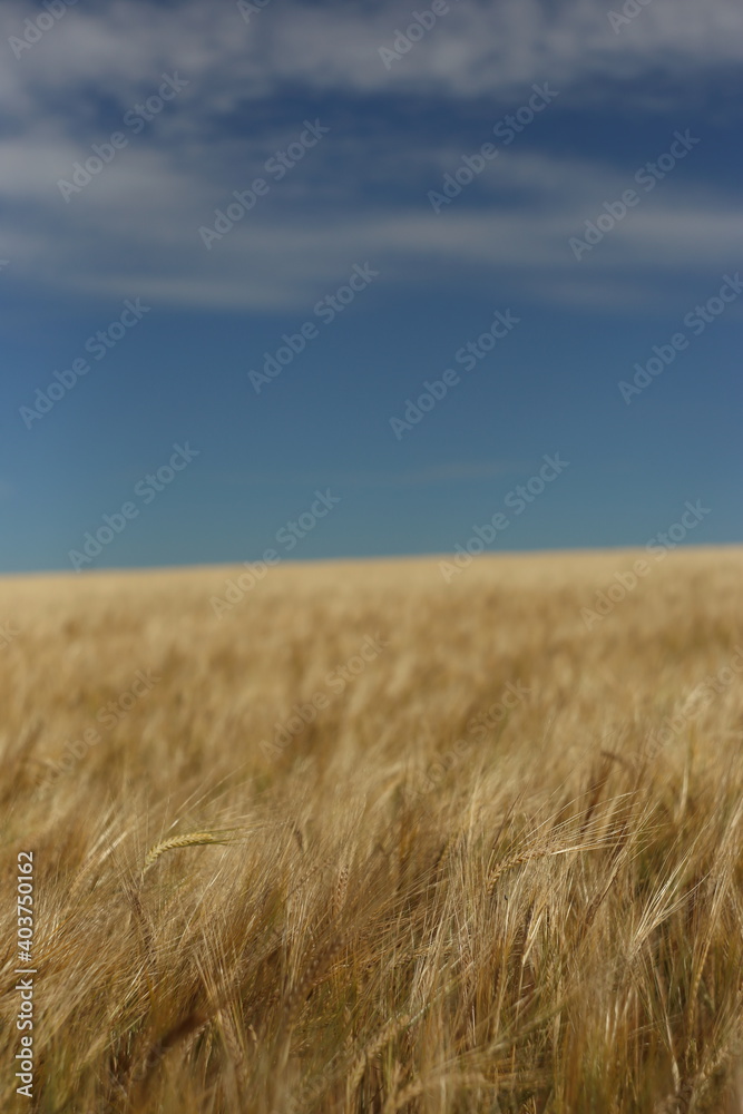 Golden ripe wheat field, sunny day, soft focus, agricultural landscape,