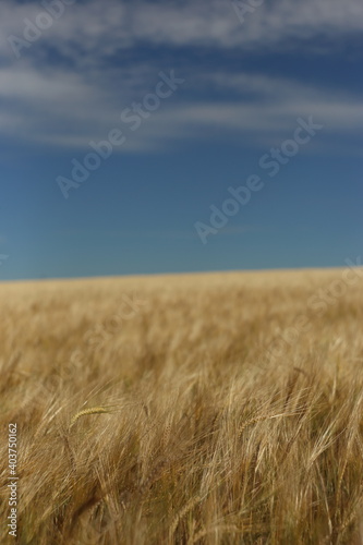 Golden ripe wheat field  sunny day  soft focus  agricultural landscape 