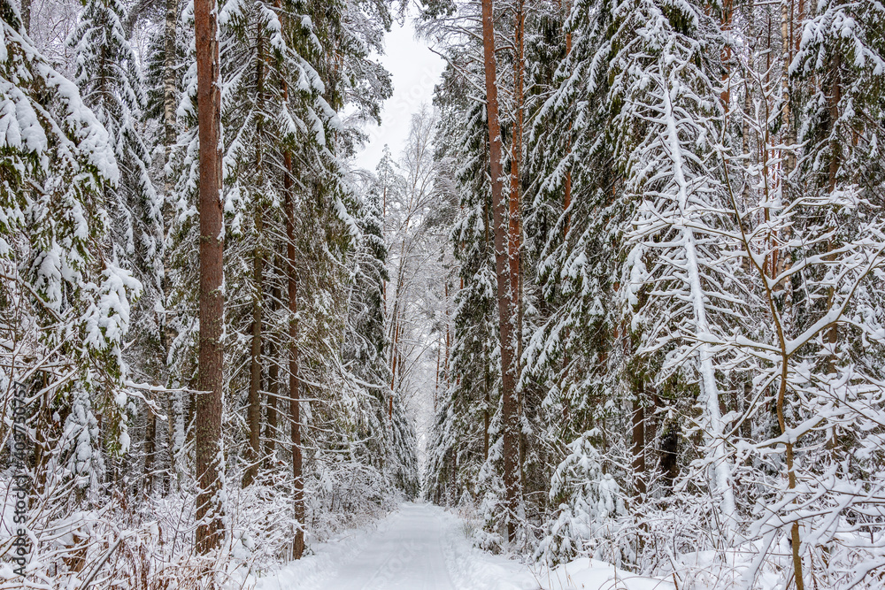 Snow-covered dirt road against the background of a forest winter landscape. Heavy snowfall. Snow-covered dirt road against the background of a forest winter landscape. Heavy snowfall.