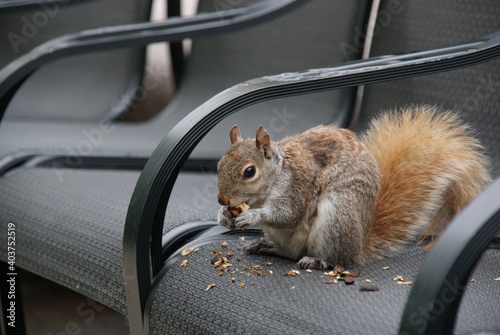  Eichhörnchen squirrel in the city