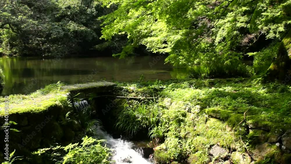 湧き水が流れる池 阿蘇の的石御茶屋跡 湧き水が流れる池 阿蘇の的石御茶屋跡