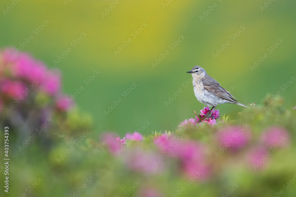 Water Pipit, Anthus spinoletta spinoletta Water Pipit, Anthus spinoletta spinoletta