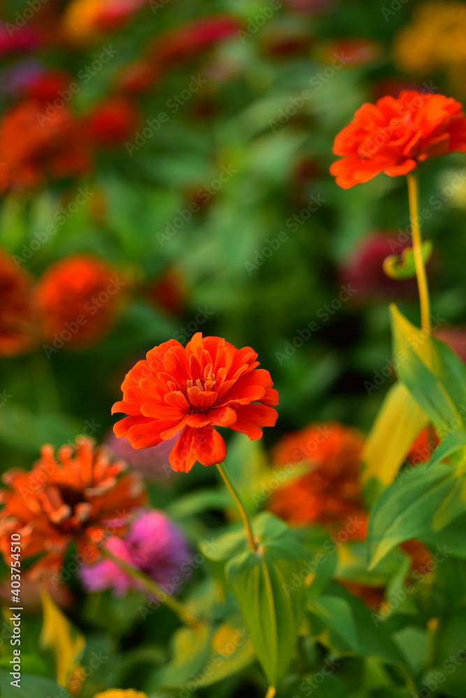 Colorful flowers in nature.flowers in the garden.Flower Blooming in the Suan Luang Rama IX Colorful flowers in nature.flowers in the garden.Flower Blooming in the Suan Luang Rama IX