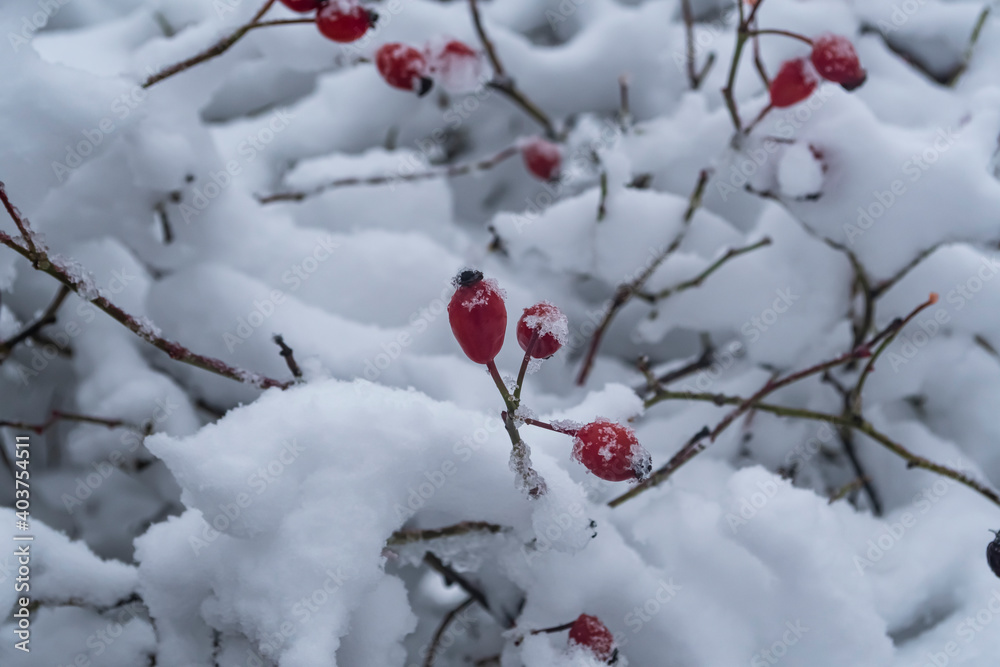 Rote eingeschneite Hagebutten im Winter Rote eingeschneite Hagebutten im Winter