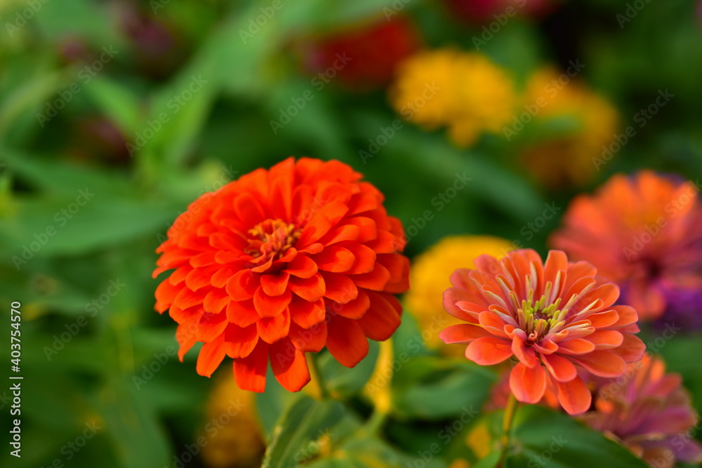 Colorful flowers in nature.flowers in the garden.Flower Blooming in the Suan Luang Rama IX Colorful flowers in nature.flowers in the garden.Flower Blooming in the Suan Luang Rama IX