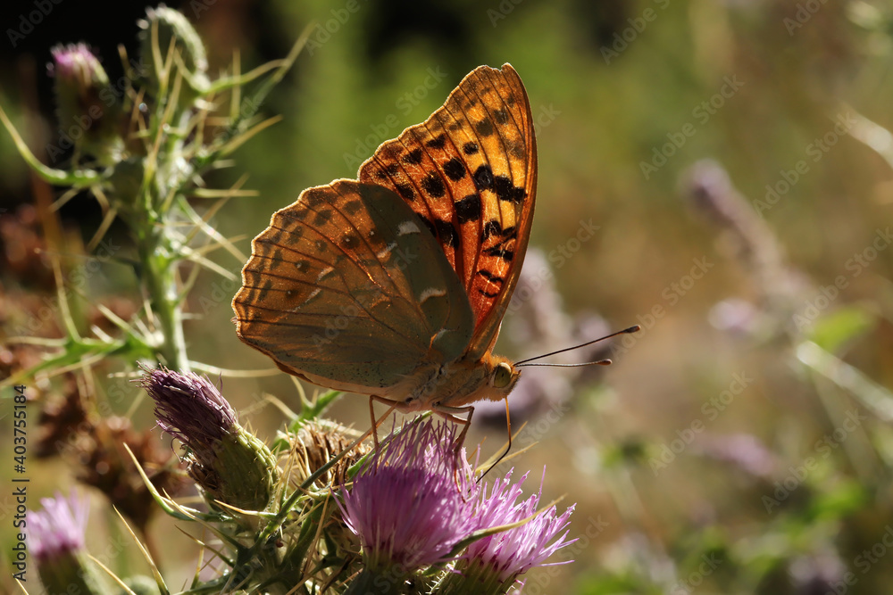 Fototapeta premium Butterfly on pink thistle. Nature background.