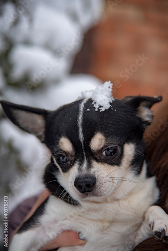 Portrait of a small black and white dog, a chihuahua, on a cloudy winter day in the hands of the owner.