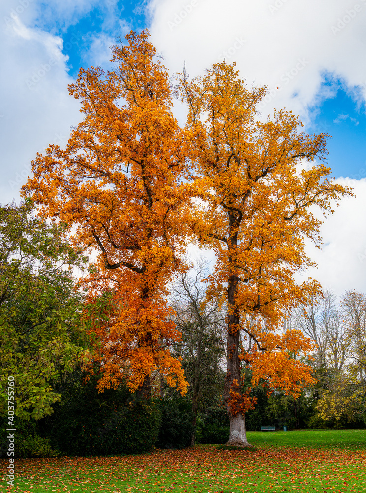 Naklejka premium Fall colors at Diana Garden (Jardin de Diane) at the royal castle of Fontainebleau - France