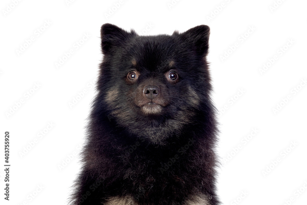 Obraz premium Cute black dog with a fluffy hair