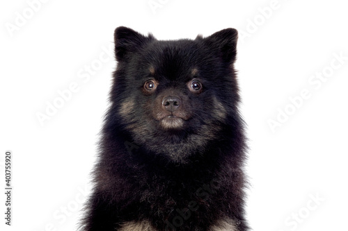 Cute black dog with a fluffy hair