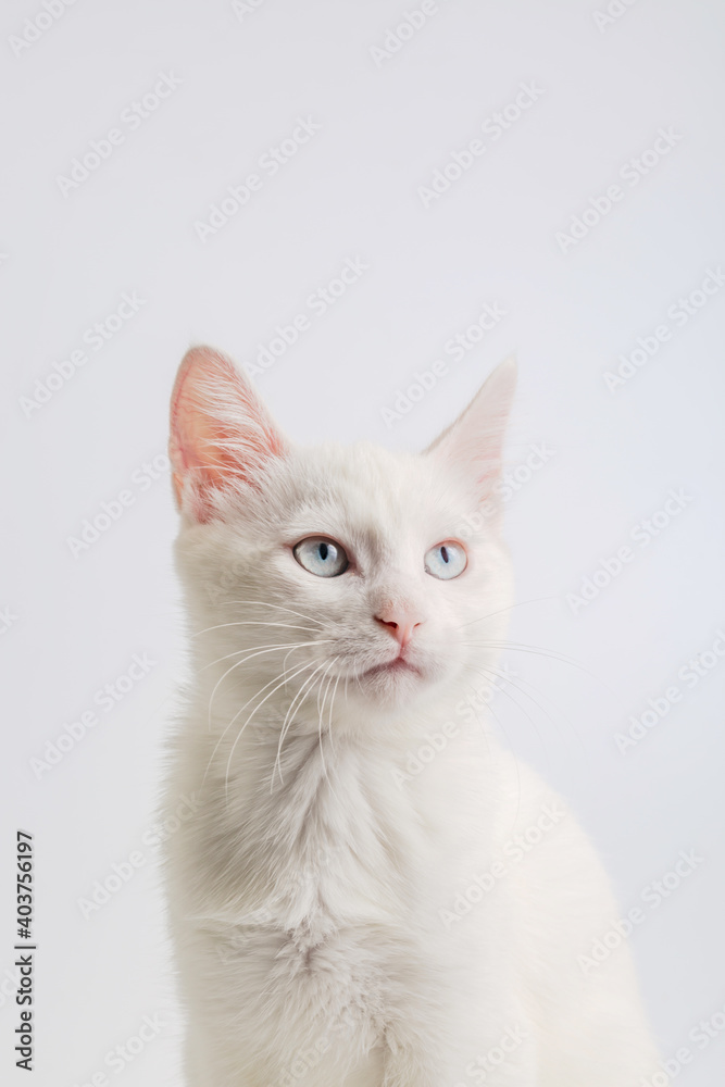 White cat with blue eyes on white background