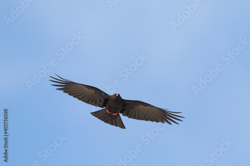 Red-billed Chough  Pyrrhocorax parrhocorax ssp. barbarus   Morocco  adult in flight
