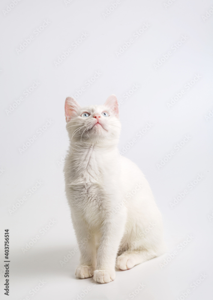 White cat with blue eyes on white background White cat with blue eyes on white background