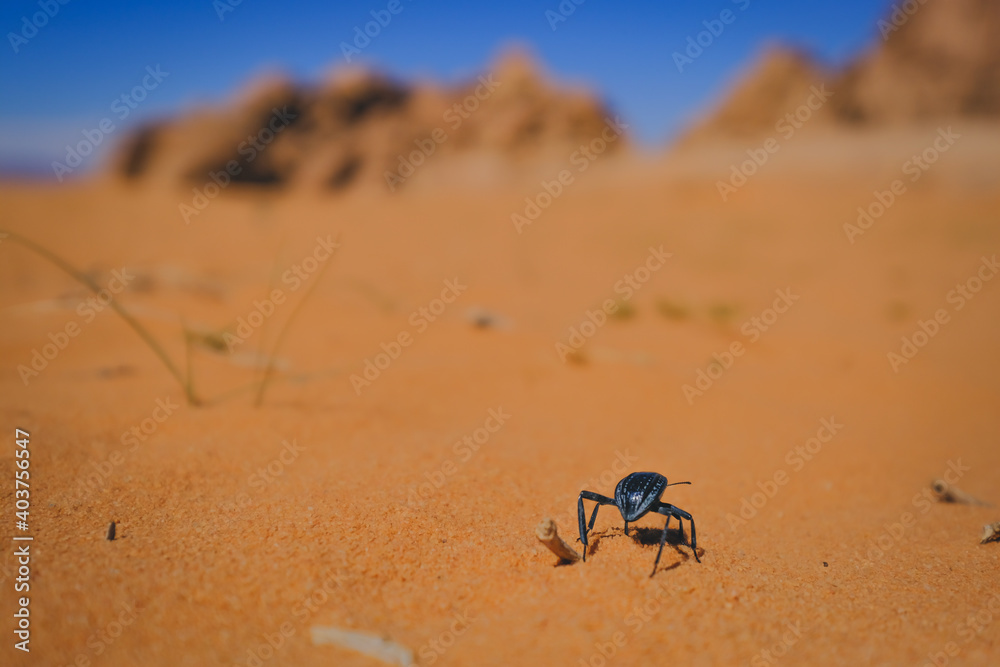 Obraz premium Wadi Rum is a desert located in southern Jordan 60 km (37 mi) east of Aqaba. It is a valley made up of sandstone and granite rock.