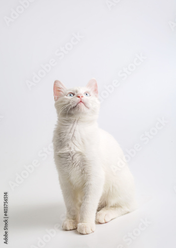 White cat with blue eyes on white background