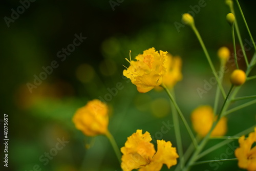 Close up colorful flower bed in a park 