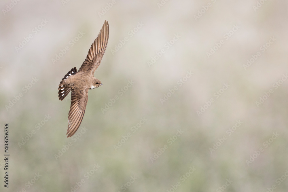 Crag Martin, Ptyonoprogne rupestris