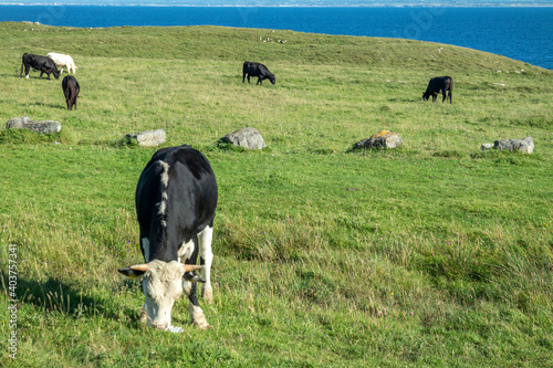 Cows at St Johns Point in County DOnegal - Ireland
