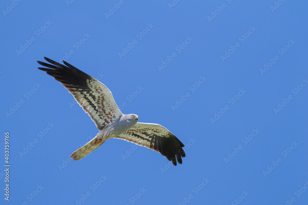 Fototapeta premium Montagu's Harrier, Circus pygargus