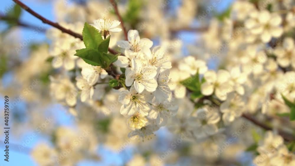 Spring flowers. Cherry flowers on an branch blossom on a nature background. Spring flowers. Cherry flowers on an branch blossom on a nature background.