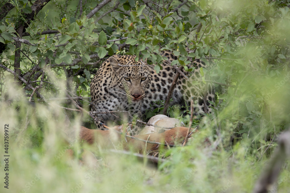 Naklejka premium well camouflaged leopard feeding on an impala