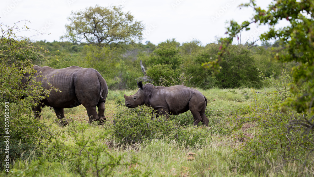 white rhino calf white rhino calf