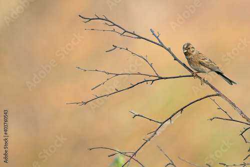 Pine Bunting, Emberiza leucocephalos photo
