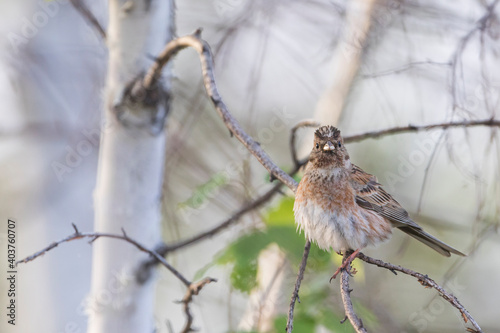 Pine Bunting, Emberiza leucocephalos photo