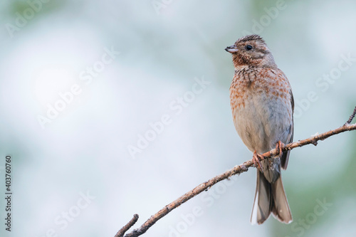 Pine Bunting, Emberiza leucocephalos photo
