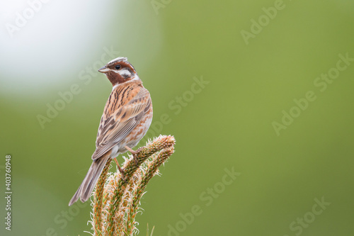 Pine Bunting, Emberiza leucocephalos photo