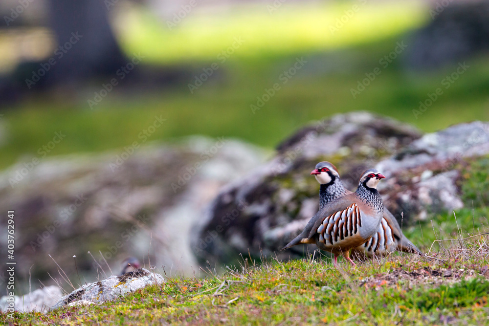 Red-legged Partridge, Alectoris rufa hispanica Red-legged Partridge, Alectoris rufa hispanica
