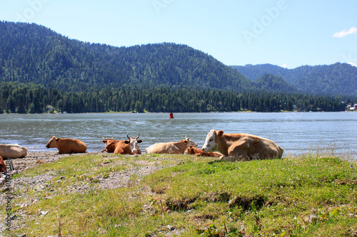 Cows grazing. Awersome ecology landscape