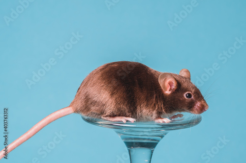 raton satinado cafe 2