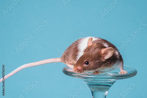 raton satinado cafe con leche 1