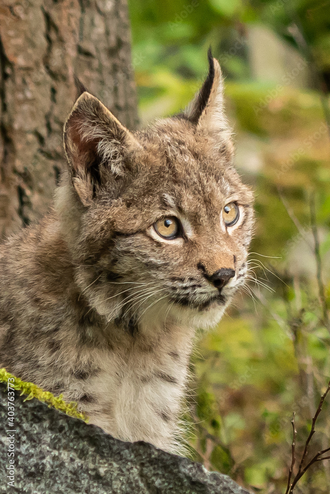 Lynx in green forest with tree trunk. Wildlife scene from nature. Playing Eurasian lynx, animal behaviour in habitat. Wild cat from Germany. Wild Bobcat between the trees