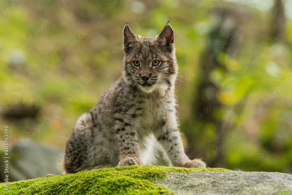 Lynx in green forest with tree trunk. Wildlife scene from nature. Playing Eurasian lynx, animal behaviour in habitat. Wild cat from Germany. Wild Bobcat between the trees Lynx in green forest with tree trunk. Wildlife scene from nature. Playing Eurasian lynx, animal behaviour in habitat. Wild cat from Germany. Wild Bobcat between the trees