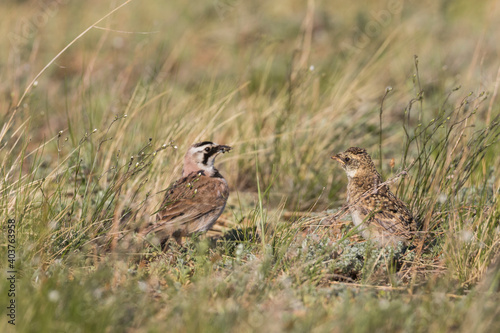 Steppe Horned Lark, Eremophila alpestris brandtii