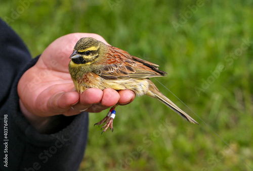Cirl Bunting (Emberiza cirlus) with colour rings and radio transmitter held by ornithologist and bird ringer for scientific bird ringing and bird telemetry project, France