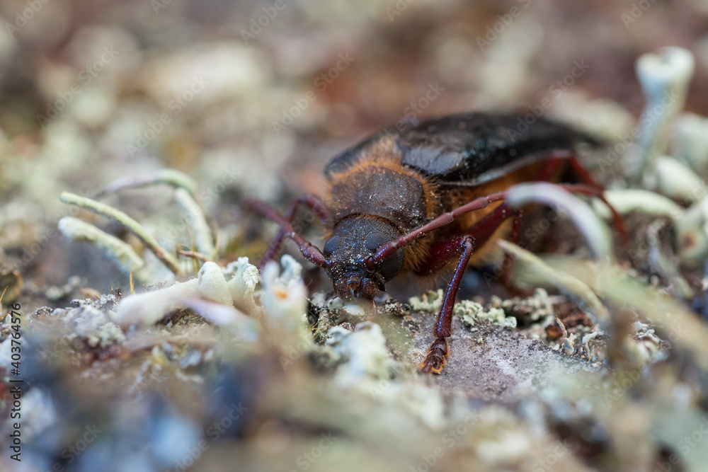 Tragosoma depsarium Tragosoma depsarium