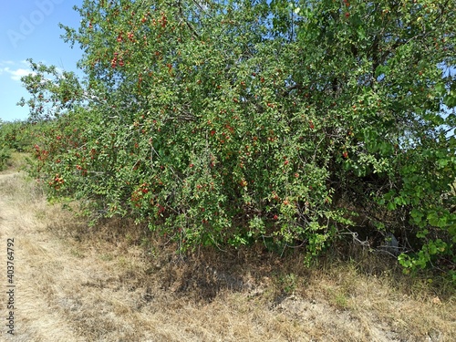 Wild plums, red plums