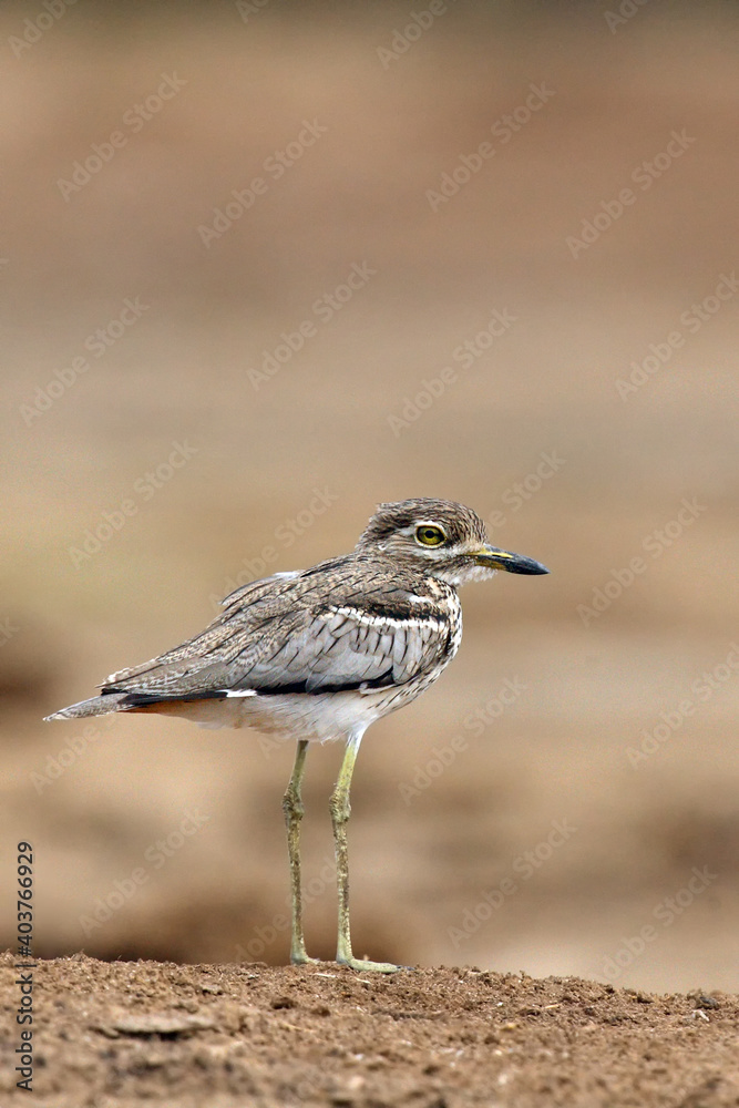The water thick-knee (Burhinus vermiculatus), or water dikkop standing on the shore with brown background. The water thick-knee (Burhinus vermiculatus), or water dikkop standing on the shore with brown background.