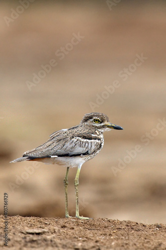 The water thick-knee (Burhinus vermiculatus), or water dikkop standing on the shore with brown background.